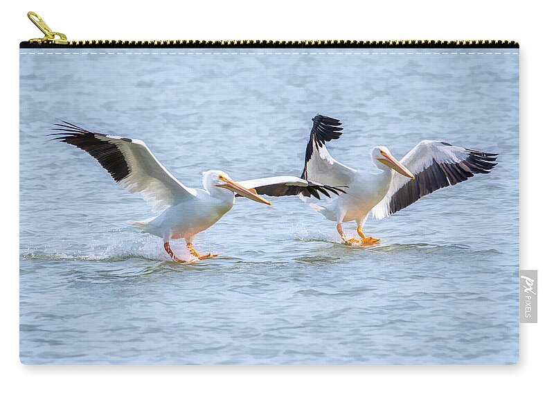 American White Pelicans Zip Pouch featuring the photograph American White Pelican Dual Landing by Debra Martz