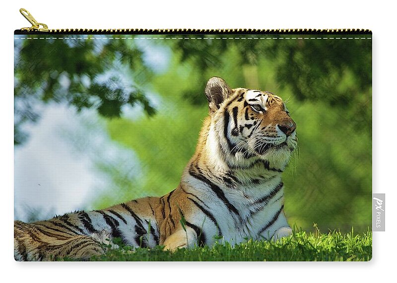 Grass Zip Pouch featuring the photograph Amur Tiger Enjoys Warm Spring Sun by John Knight