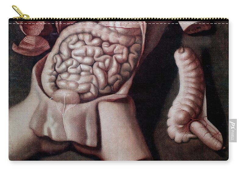 Anatomical Board Representing The Inside Of A Human Being's Abdomen:  Instestins, Stomach. 1742. Private Collection Zip Pouch