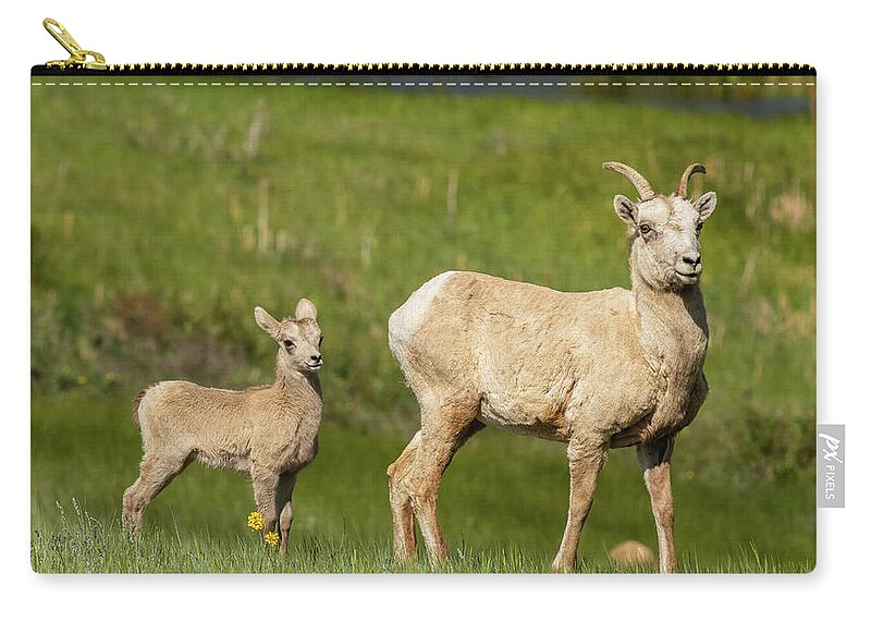 Animal Zip Pouch featuring the photograph And Little Lambs Eat Ivy by Brenda Jacobs