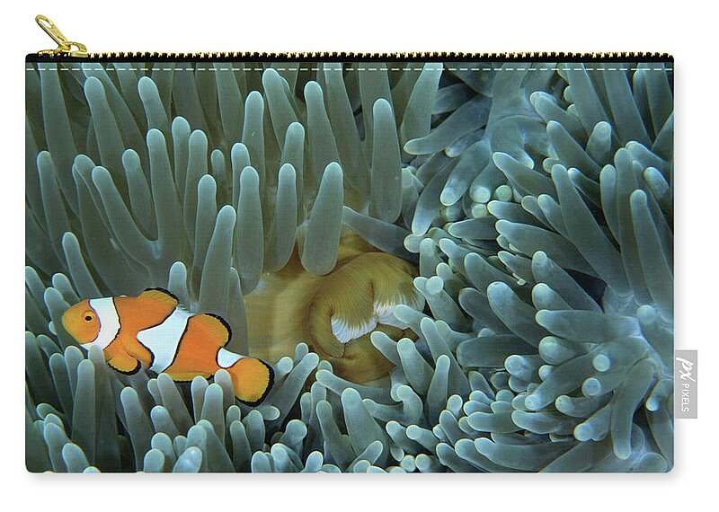 Underwater Zip Pouch featuring the photograph Anemone Not My Enemy by Ruth Petzold