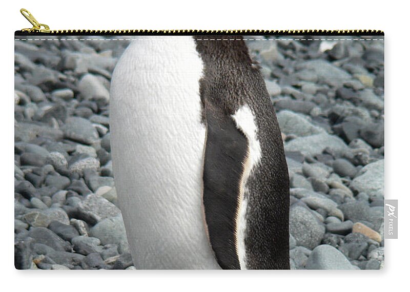 Animal Themes Zip Pouch featuring the photograph Antarctica Half Moon Bay Gentoo Penguin by Photo, David Curtis