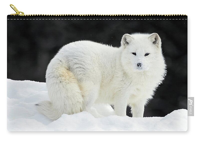 Fox. Arctic Fox Zip Pouch featuring the photograph Arctic Fox Summit by Art Cole
