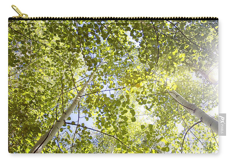 Branch Zip Pouch featuring the photograph Aspen Canopy with Sun Flare by Lincoln Rogers