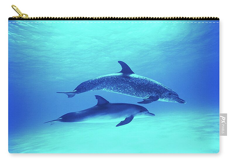 Underwater Carry-all Pouch featuring the photograph Atlantic Spotted Dolphins Stenella by Rene Frederick