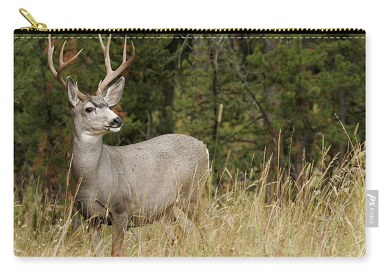 Male Animal Zip Pouch featuring the photograph Autumn Buck by Skyhobo