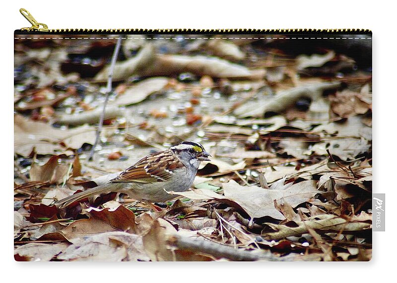 Bird Zip Pouch featuring the photograph Back Yard Buffet by DArcy Evans