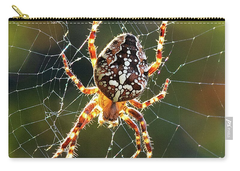 Spider Carry-all Pouch featuring the photograph Backyard Spider by Patrick Campbell