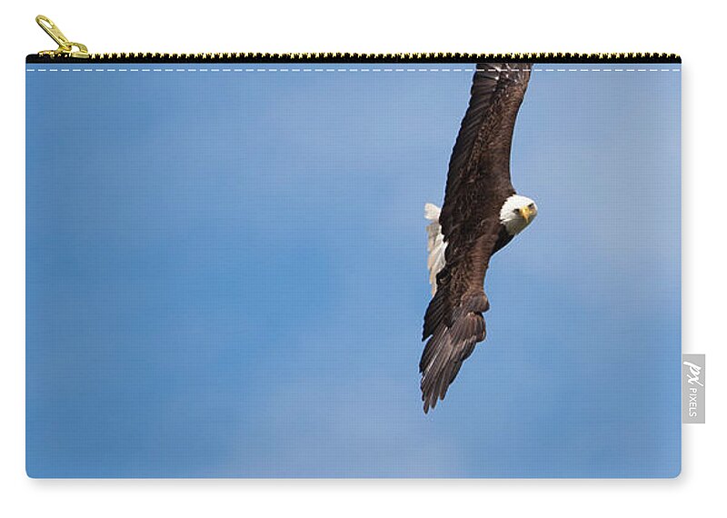 Vertebrate Zip Pouch featuring the photograph Bald Eagle, Glacier Bay National Park by Mint Images/ Art Wolfe
