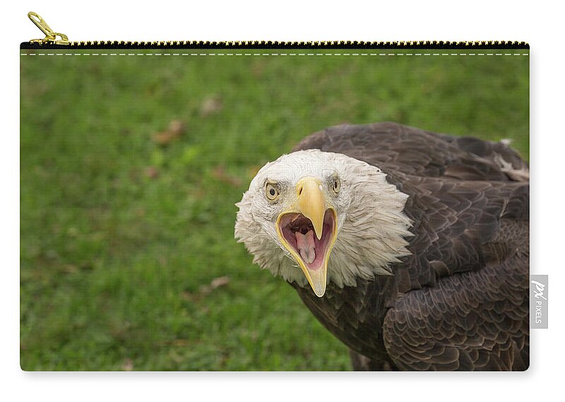 Haliaeetus Leucocephalus Zip Pouch featuring the photograph Bald Eagle by Lindley Johnson