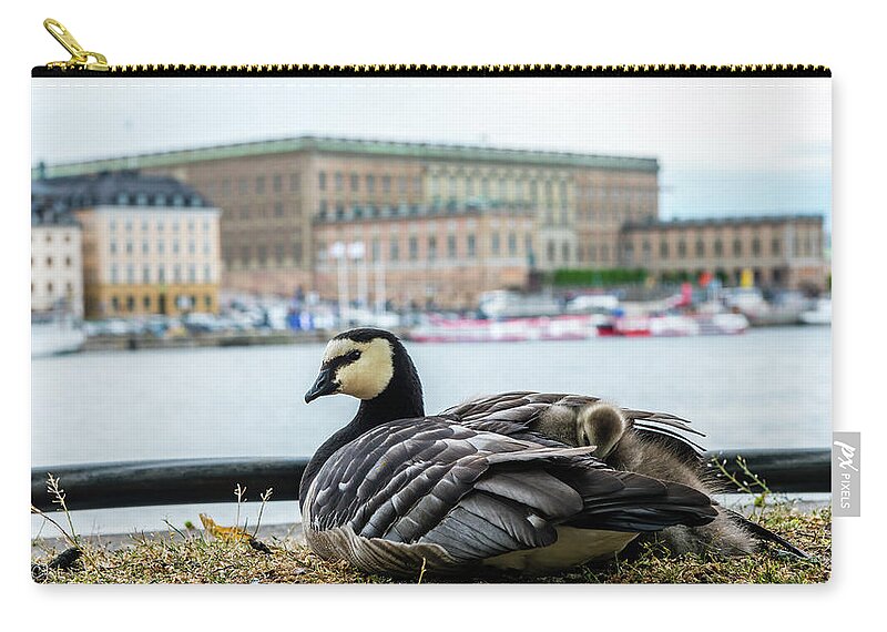 Barnacle Goose Zip Pouch featuring the photograph Barnacle Goose with her three goslings under her wing by Torbjorn Swenelius