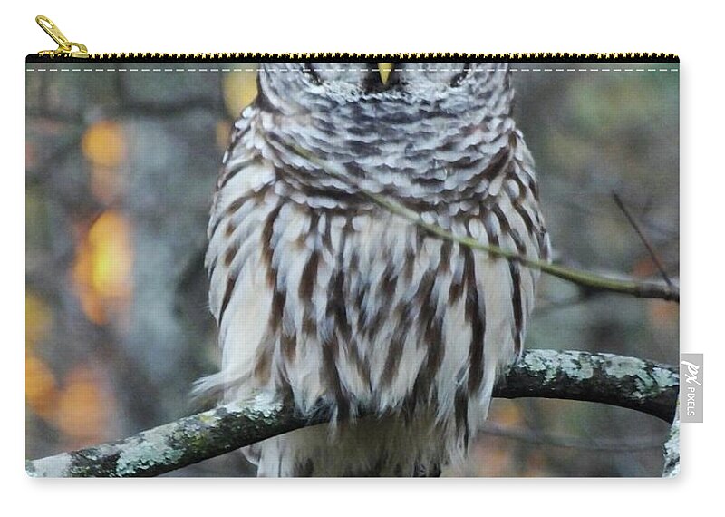 Owl Zip Pouch featuring the photograph Barred owl 11 by Lizi Beard-Ward