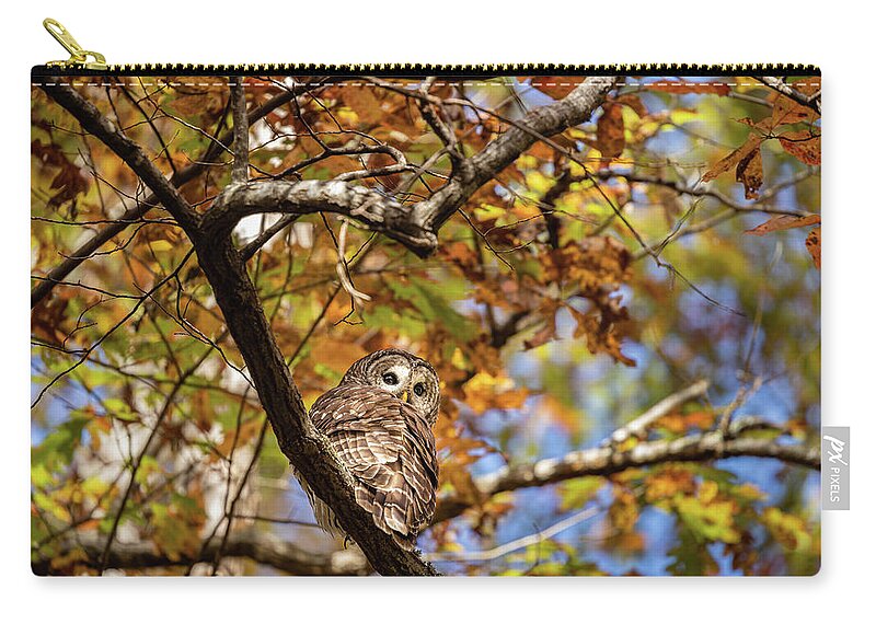 Barred Owl Zip Pouch featuring the photograph Barred Owl In Fall by Jordan Hill