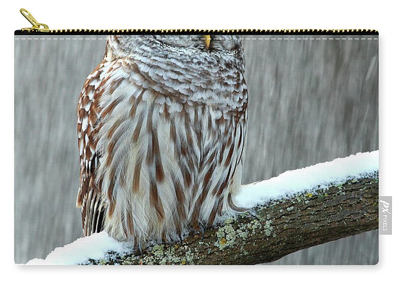 Alertness Zip Pouch featuring the photograph Barred Owl In The Snow by Alex Thomson Photography