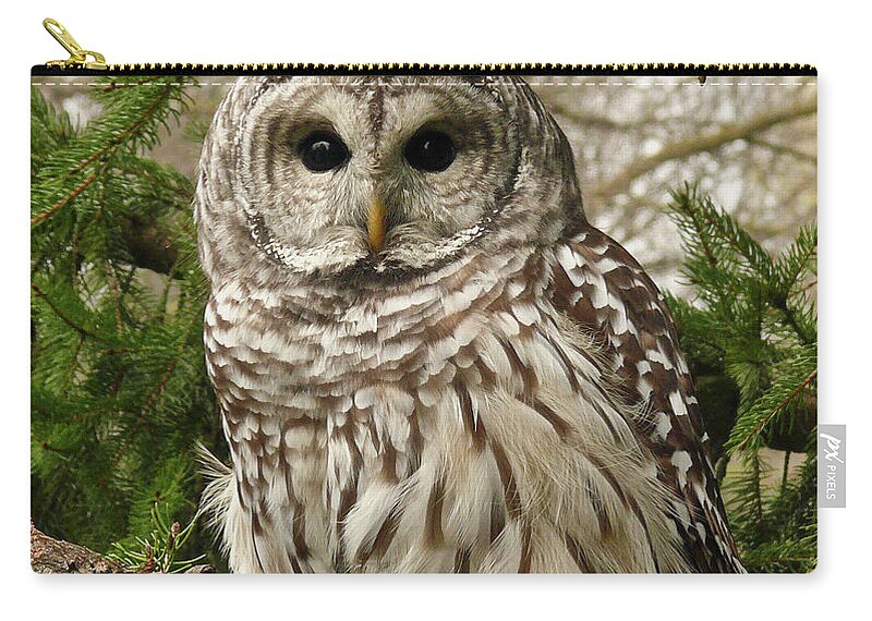 Animal Themes Zip Pouch featuring the photograph Barred Owl by Karen Von Knobloch Photographerkaren
