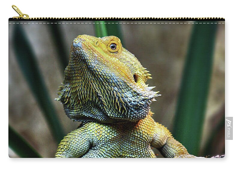 Animal Themes Zip Pouch featuring the photograph Bearded Dragon by Nenad Druzic