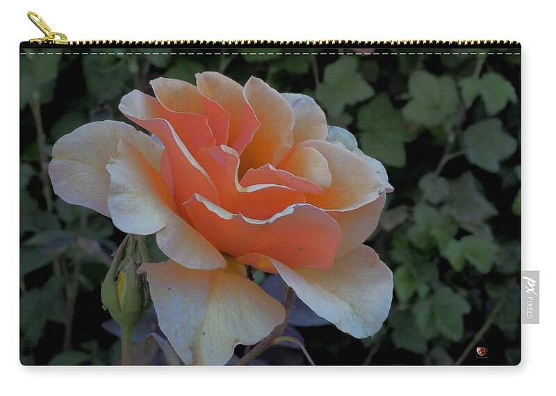 Botanical Zip Pouch featuring the photograph Beautiful Gold Rose by Richard Thomas