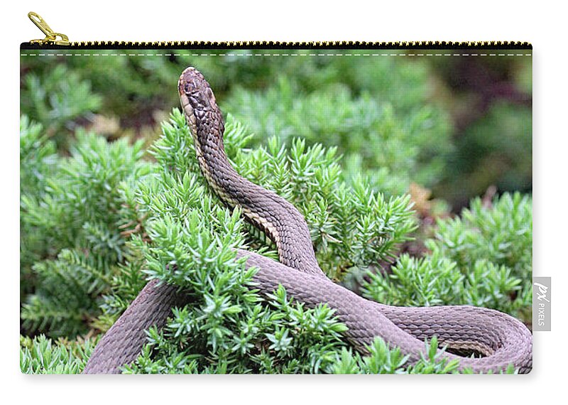 Snake Zip Pouch featuring the photograph Bed Fit For A Queen by Jennifer Robin
