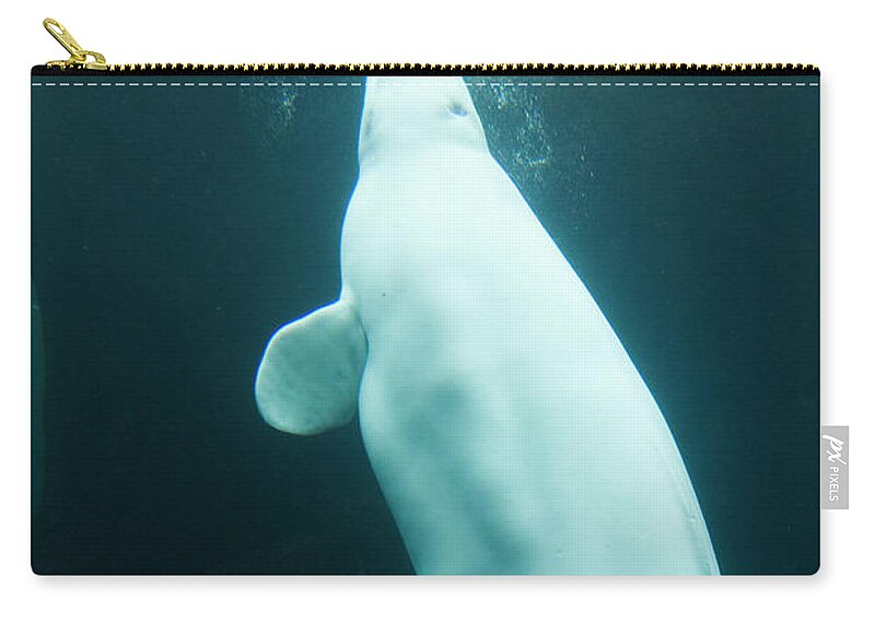 Underwater Zip Pouch featuring the photograph Beluga Whale by Lingbeek