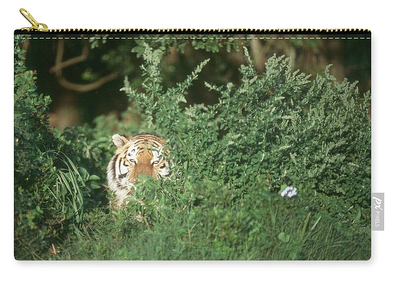 Hiding Zip Pouch featuring the photograph Bengal Tiger Panthera Tigris Peering by Dominic Barnardt