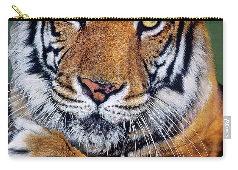 Bengal Tiger Carry-all Pouch featuring the photograph Bengal Tiger Portrait Endangered Species Wildlife Rescue by Dave Welling