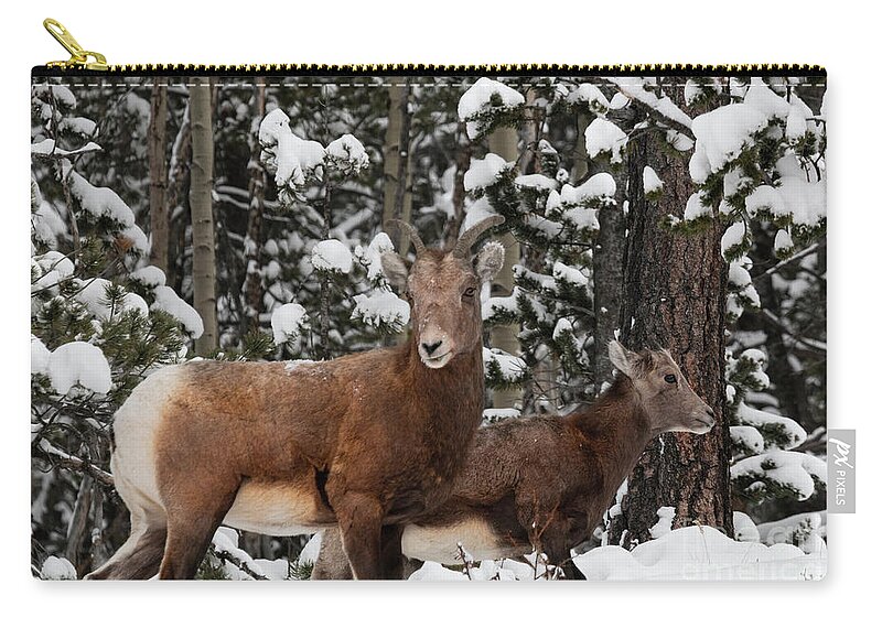 Wildlife Zip Pouch featuring the photograph Bighorn Sheep in Deep Snow by Steven Krull