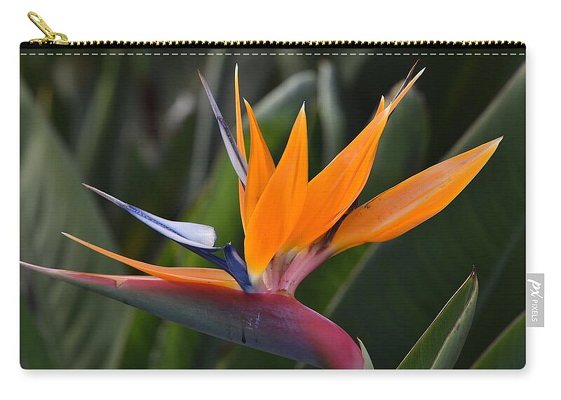  Zip Pouch featuring the photograph Bird of Paradise by Ben Foster