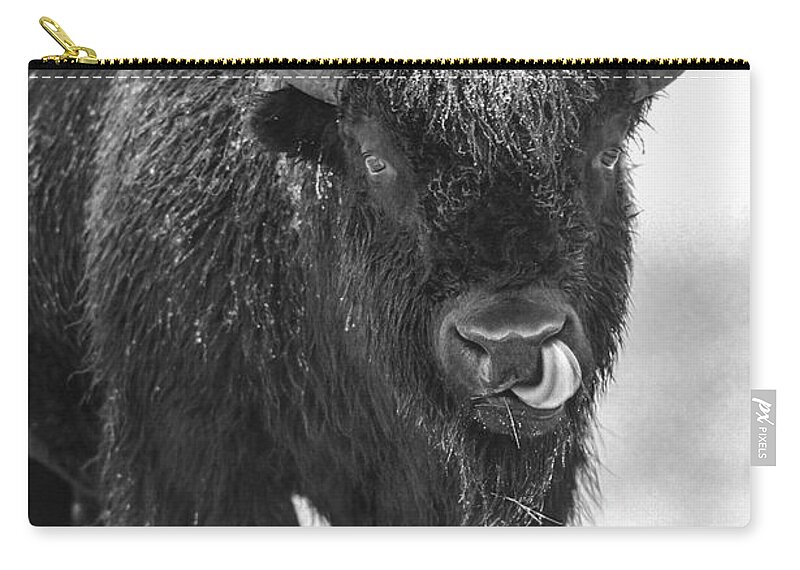 Disk1215 Zip Pouch featuring the photograph Bison Bull In Snow by Tim Fitzharris
