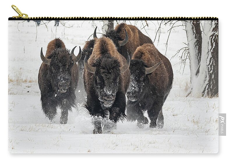 Bison Zip Pouch featuring the photograph Bison Bulls Run In The Snow by Tony Hake