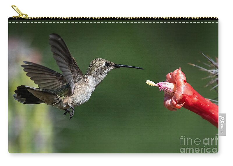 Hummingbird Zip Pouch featuring the photograph Black-Chinned by Lisa Manifold