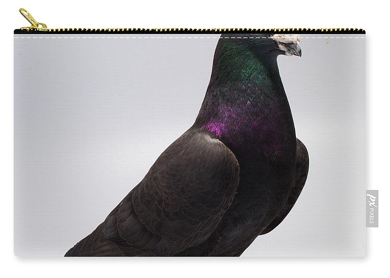 Pigeon Zip Pouch featuring the photograph Black Exhibition Homer by Nathan Abbott
