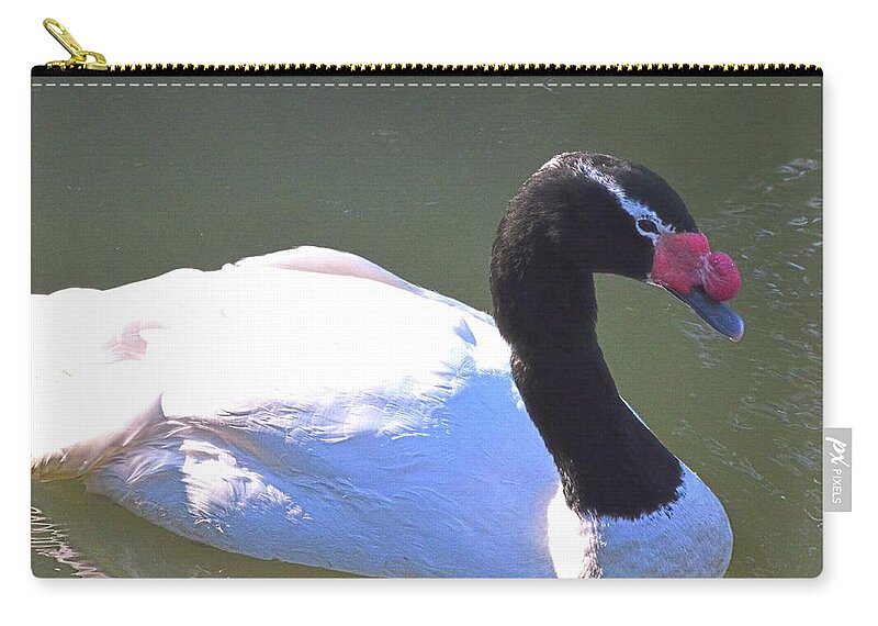 Black-necked Swan 2 Zip Pouch featuring the photograph Black-Necked Swan 2 by Lisa Wooten