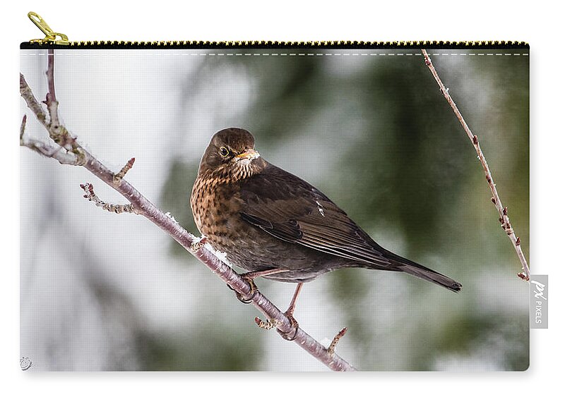 Female Common Blackbird Carry-all Pouch featuring the photograph Blackbird with snow on the beak by Torbjorn Swenelius