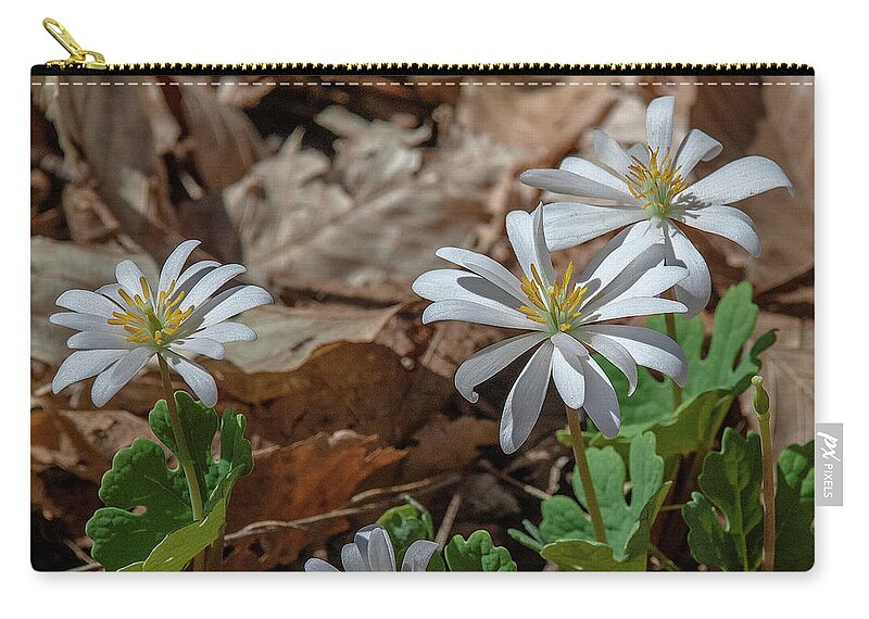 Nature Zip Pouch featuring the photograph Bloodroot DFL0939 by Gerry Gantt