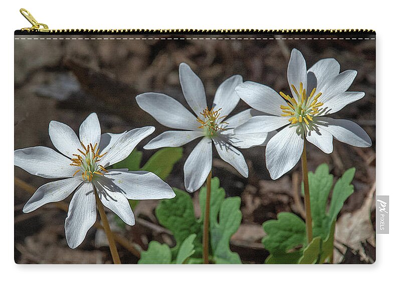 Nature Zip Pouch featuring the photograph Bloodroot DFL0940 by Gerry Gantt