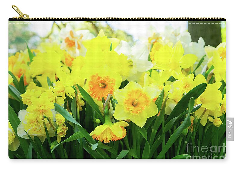 Narcissus Zip Pouch featuring the photograph Blooming Yelow Daffodils by Anastasy Yarmolovich