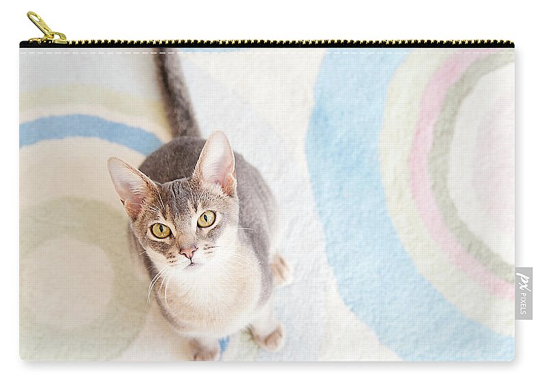 Pets Zip Pouch featuring the photograph Blue Abyssinian Cat by Ly Wylde Photography