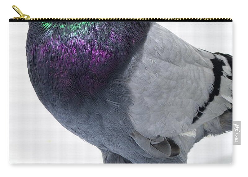 Pigeon Zip Pouch featuring the photograph Blue Bar West of England Tumbler by Nathan Abbott