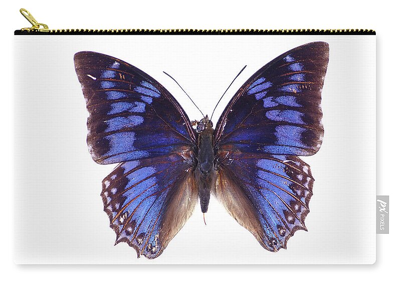 White Background Zip Pouch featuring the photograph Blue Butterfly by Imv