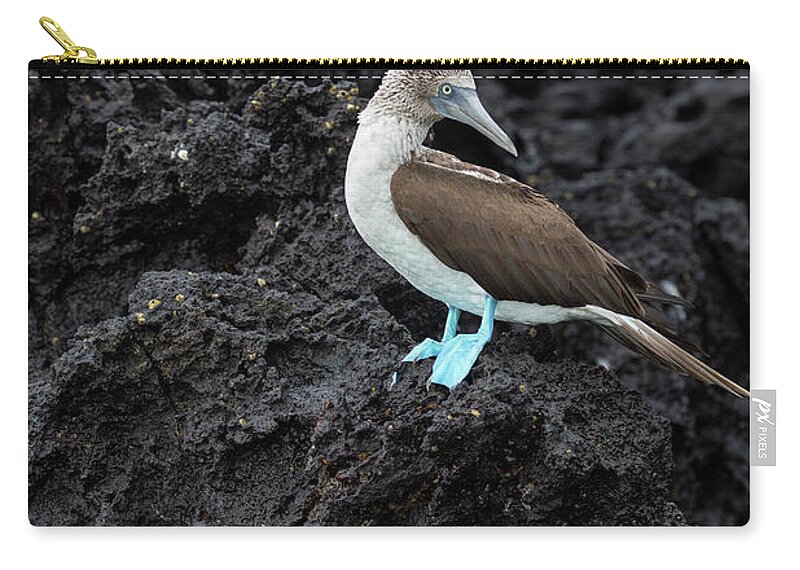 Suzi Eszterhas Zip Pouch featuring the photograph Blue Footed Booby And Crab by Suzi Eszterhas