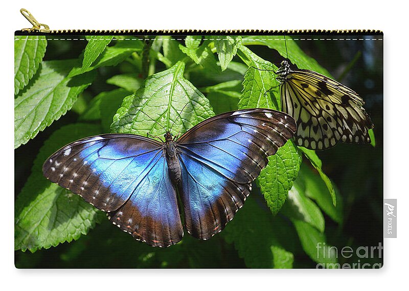 Blue Morpho Zip Pouch featuring the photograph Blue Morpho Butterfly by Catherine Sherman