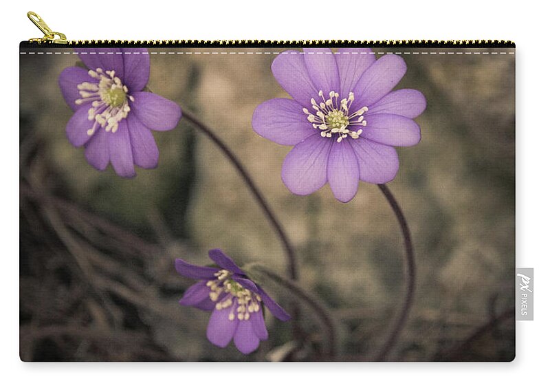 Common Carry-all Pouch featuring the photograph Blue violet anemone flower growing in a stone wall by Amanda Mohler