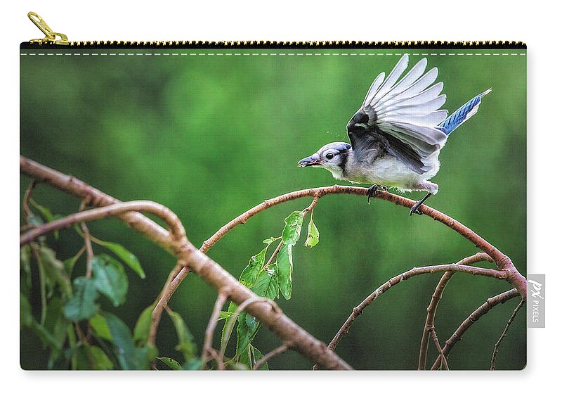 Bluejay Zip Pouch featuring the photograph Bluejay dinner by Deborah Penland