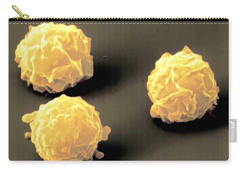 Bone Cell Zip Pouch featuring the photograph Bone Marrow Stem Cells by Meckes/ottawa