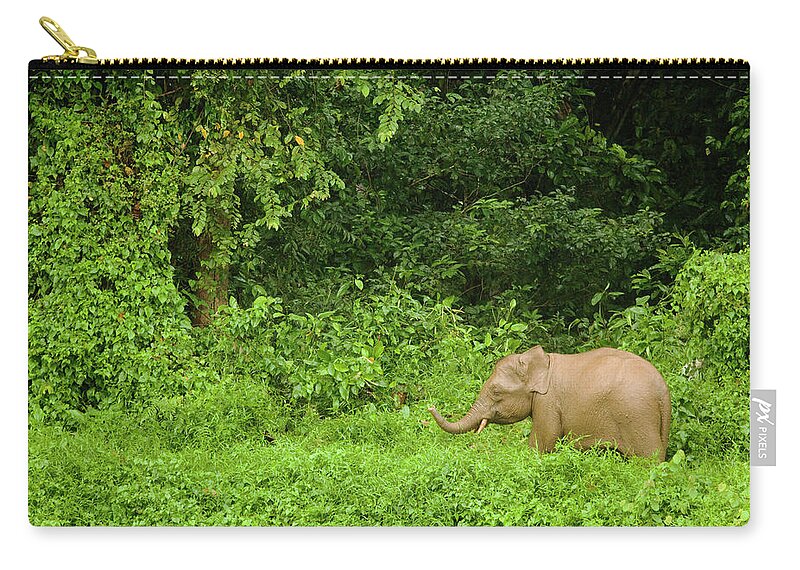 Sebastian Kennerknecht Zip Pouch featuring the photograph Borneo Pygmy Elephant Calf In Rainforest by Sebastian Kennerknecht