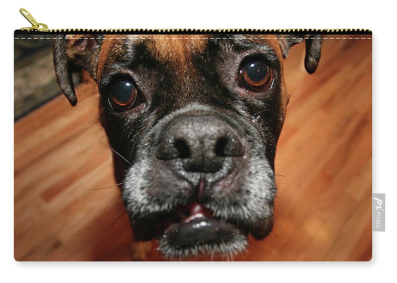 Boxer Zip Pouch featuring the photograph Boxer Head Shot by Rich Collins