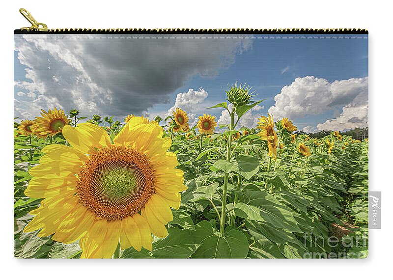 Sunflower Zip Pouch featuring the photograph Brightest in its Field by Amfmgirl Photography