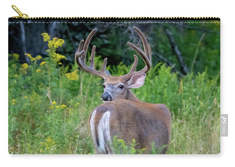 Buck Zip Pouch featuring the photograph Buck at Hunter Cove by Scene by Dewey