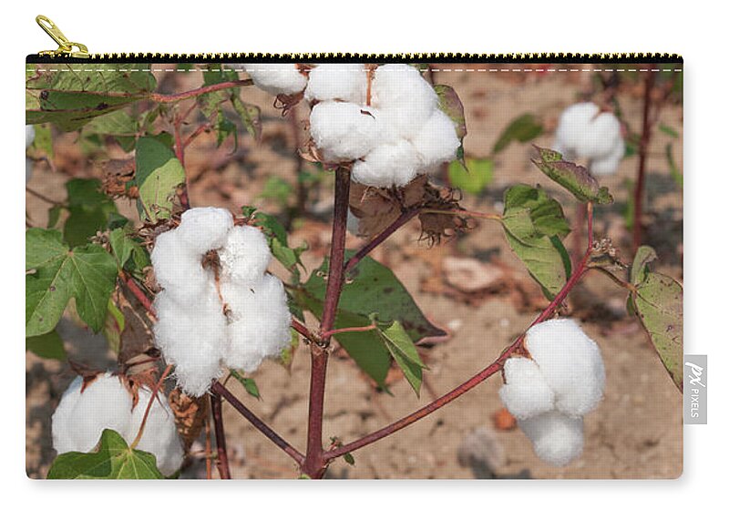 Cotton Zip Pouch featuring the photograph Buds of Cotton by Roy Pedersen