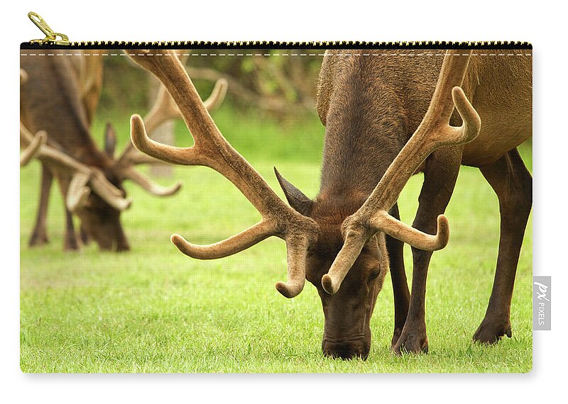 Grass Zip Pouch featuring the photograph Bull Elk Grazing In Colorado by Hiramtom